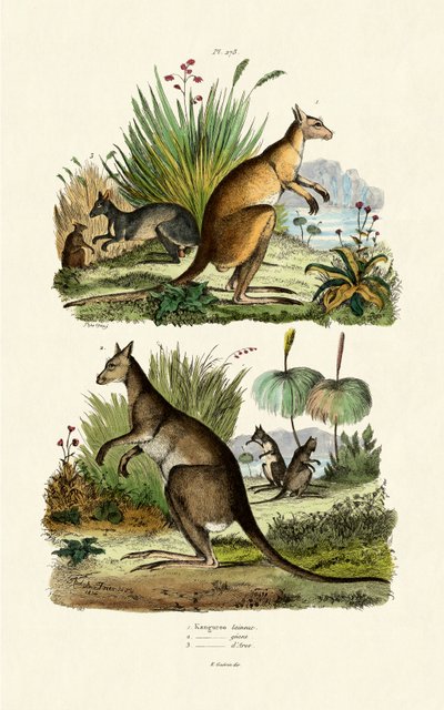 Kangaroos by French School